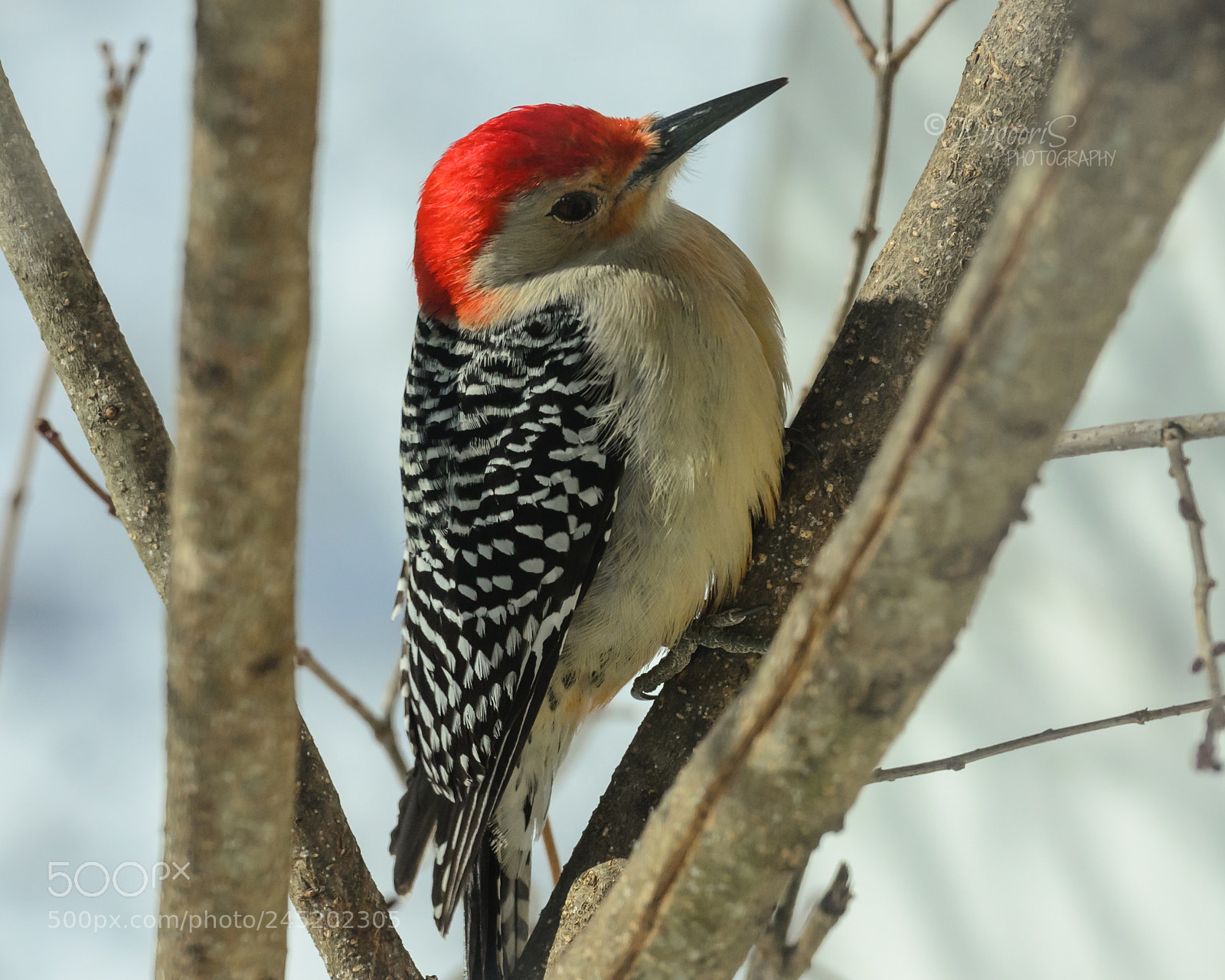 Nikon D7000 sample photo. Red-bellied woodpecker photography