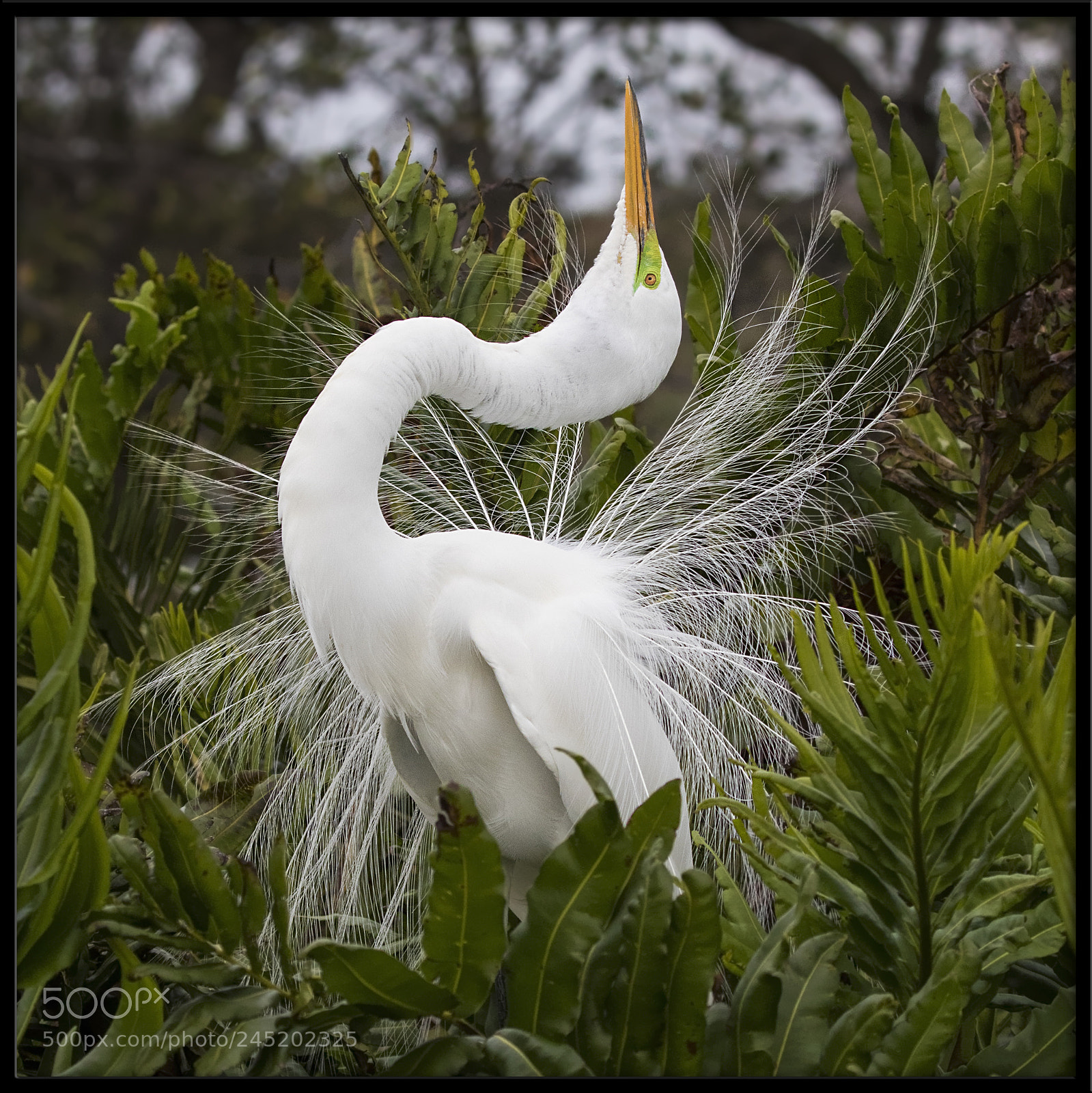 Canon EOS 7D Mark II sample photo. Great egret courtship display photography
