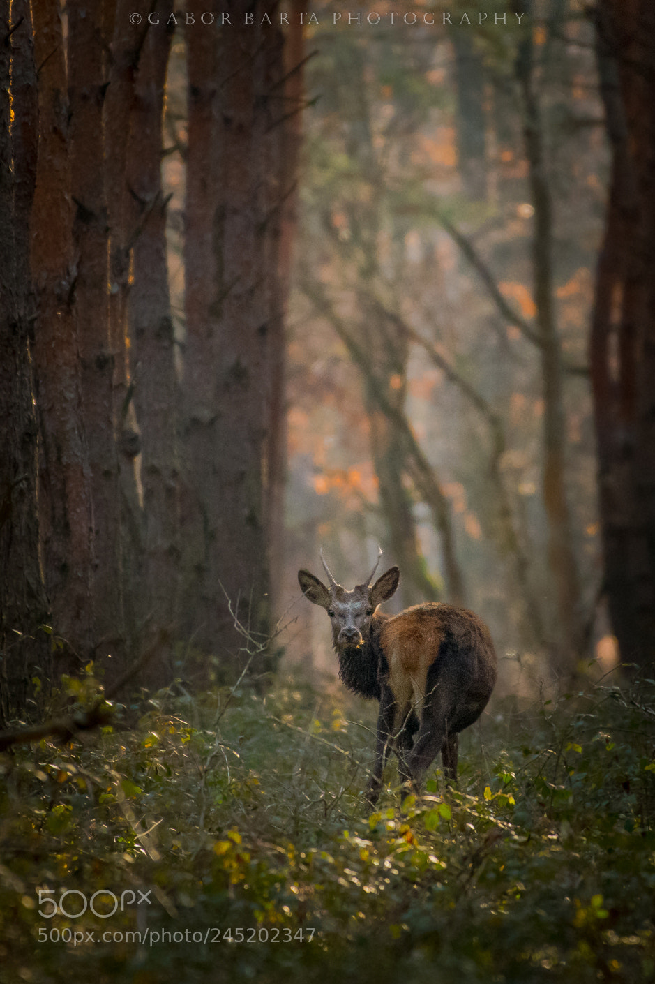Nikon D850 sample photo. Frightened photography