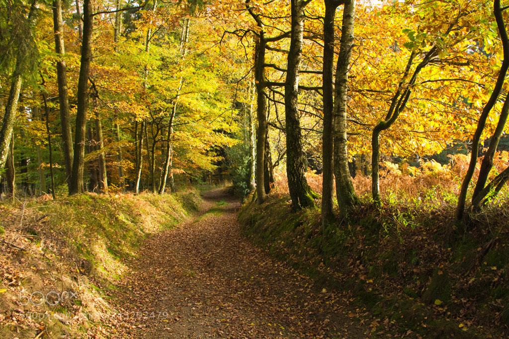 Canon EOS 60D sample photo. Path to autumn photography