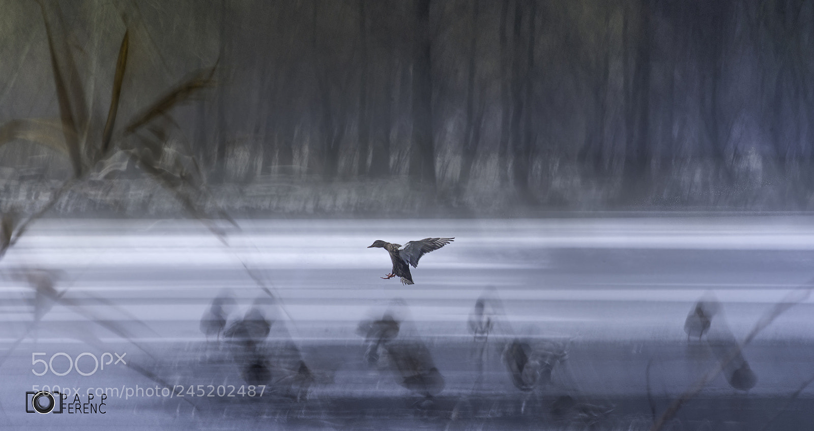 Nikon D7200 sample photo. Speed photography