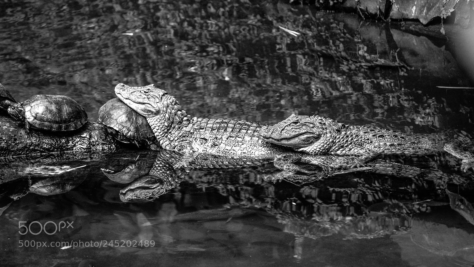 Canon EOS 1200D (EOS Rebel T5 / EOS Kiss X70 / EOS Hi) sample photo. Alligators photography