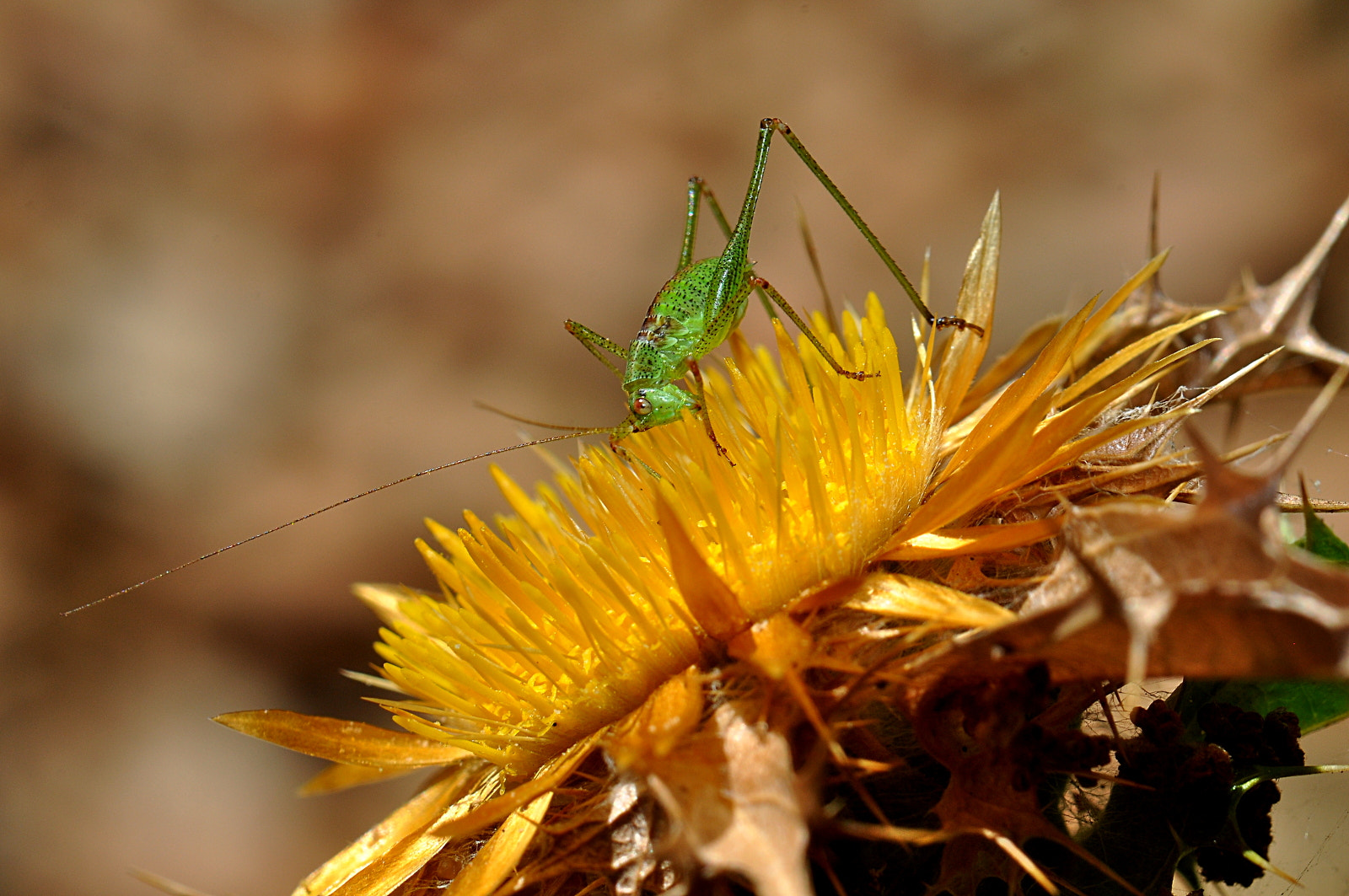 Sigma Macro 90mm F2.8 sample photo. A photography