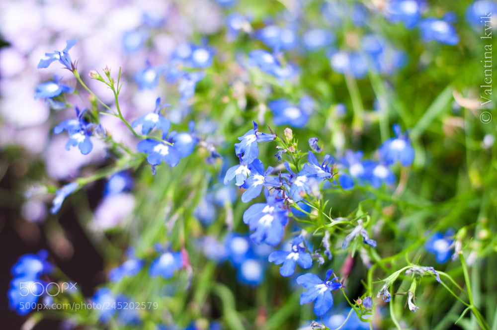 Nikon D300 sample photo. Blue forget-me-nots photography