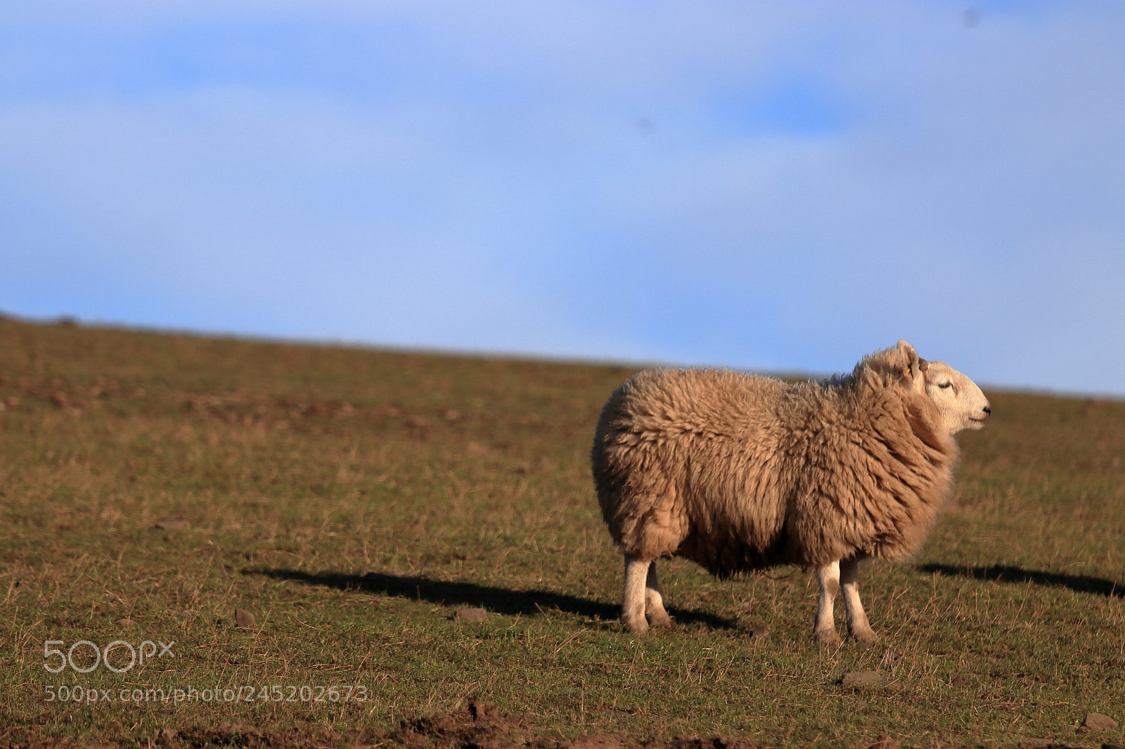 Canon EOS 800D (EOS Rebel T7i / EOS Kiss X9i) sample photo. Windswept photography