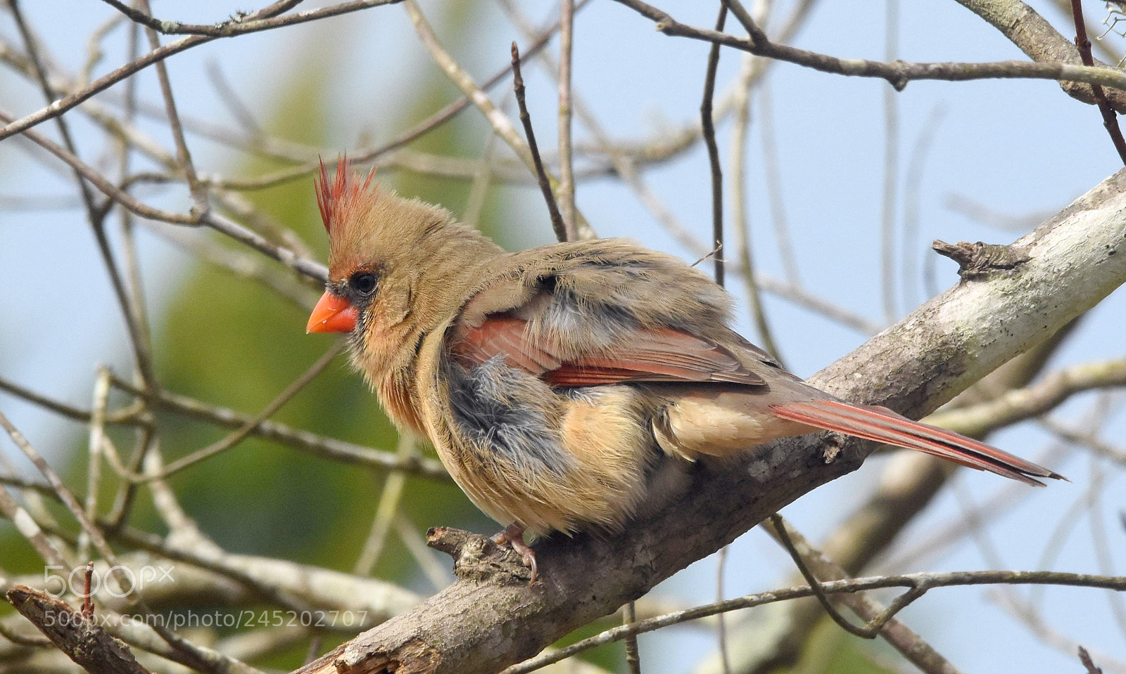 Nikon D7200 sample photo. Cardinal in the wind photography