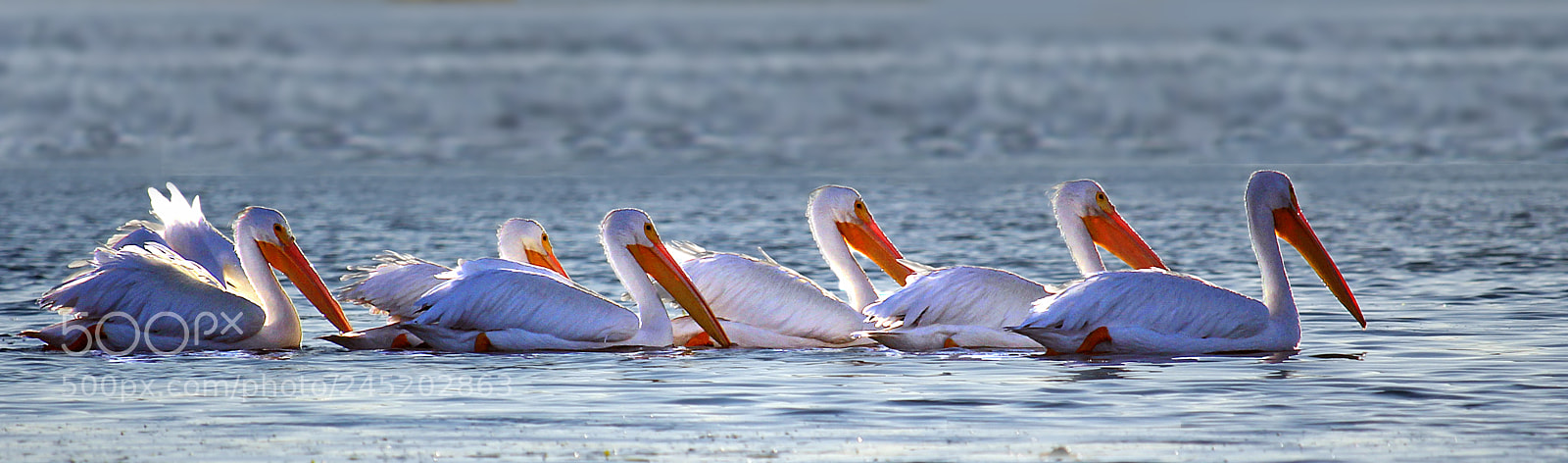 Canon EOS 700D (EOS Rebel T5i / EOS Kiss X7i) sample photo. A squadron of pelicans photography