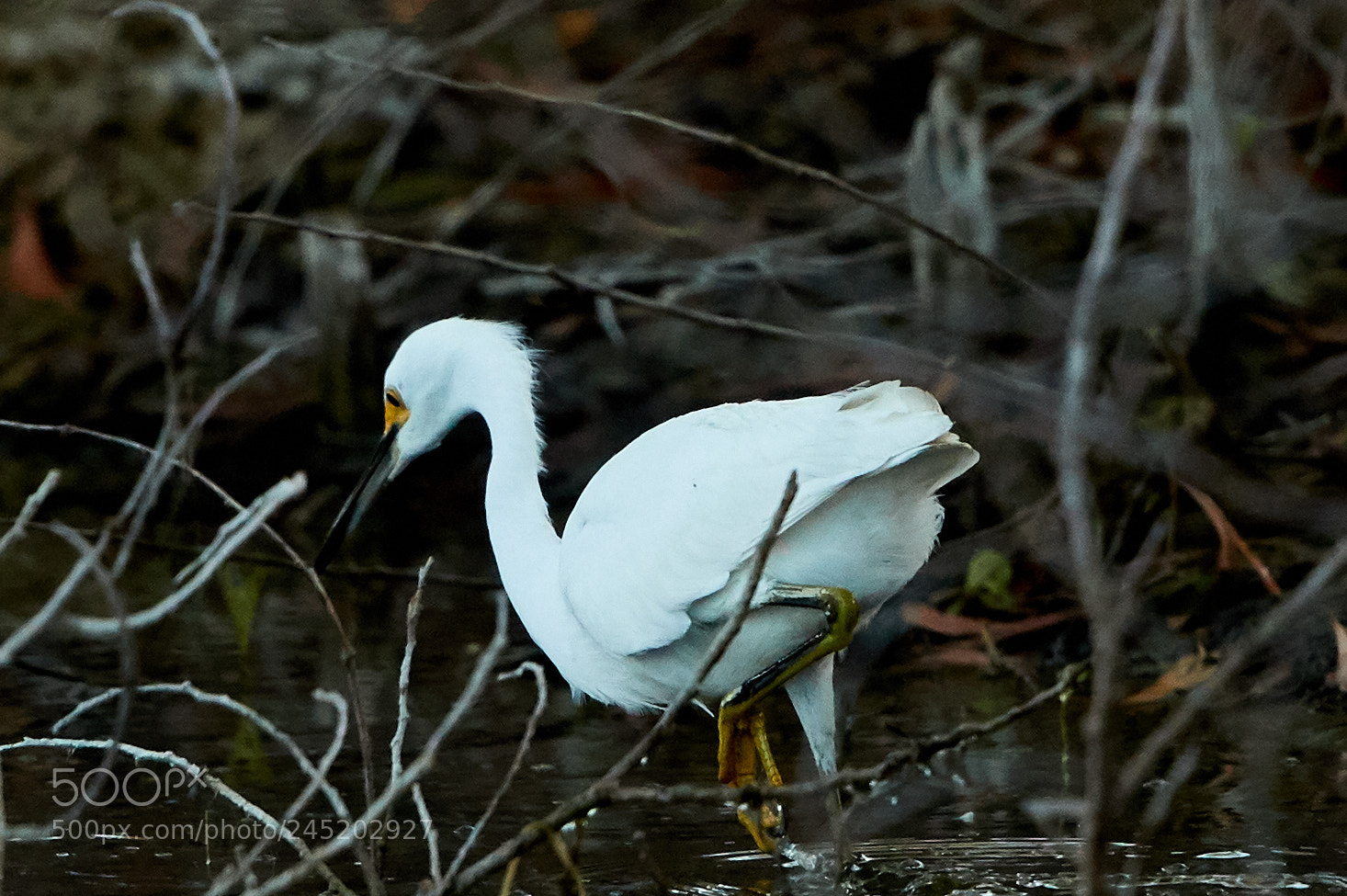 Canon EOS-1D X Mark II sample photo. 02-06-18-0002532 1.jpg photography