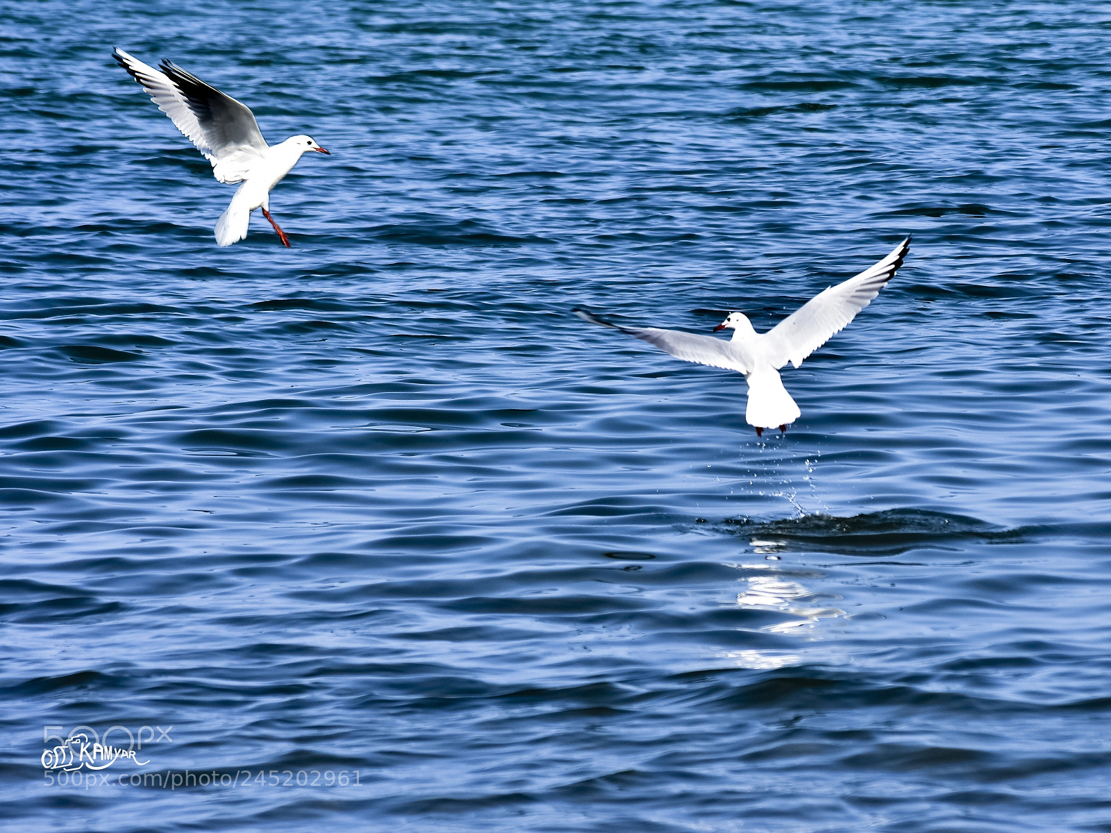 Nikon D7200 sample photo. Untitled photography