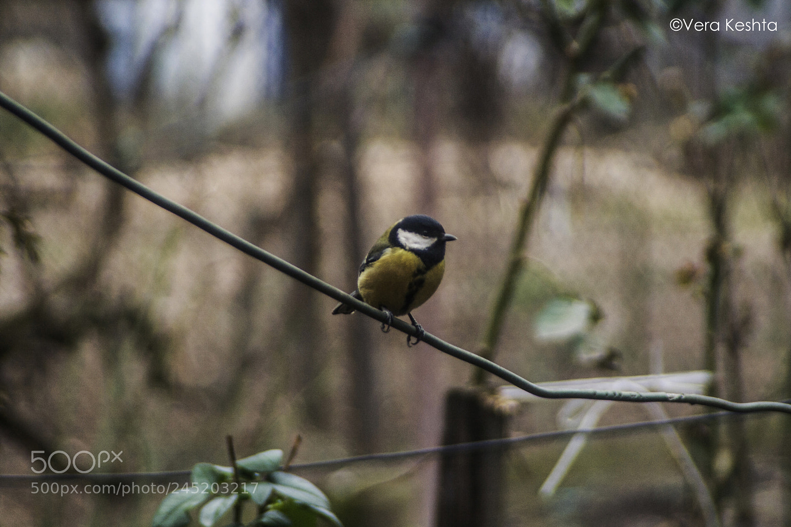 Canon EOS 400D (EOS Digital Rebel XTi / EOS Kiss Digital X) sample photo. Great tit parus major photography