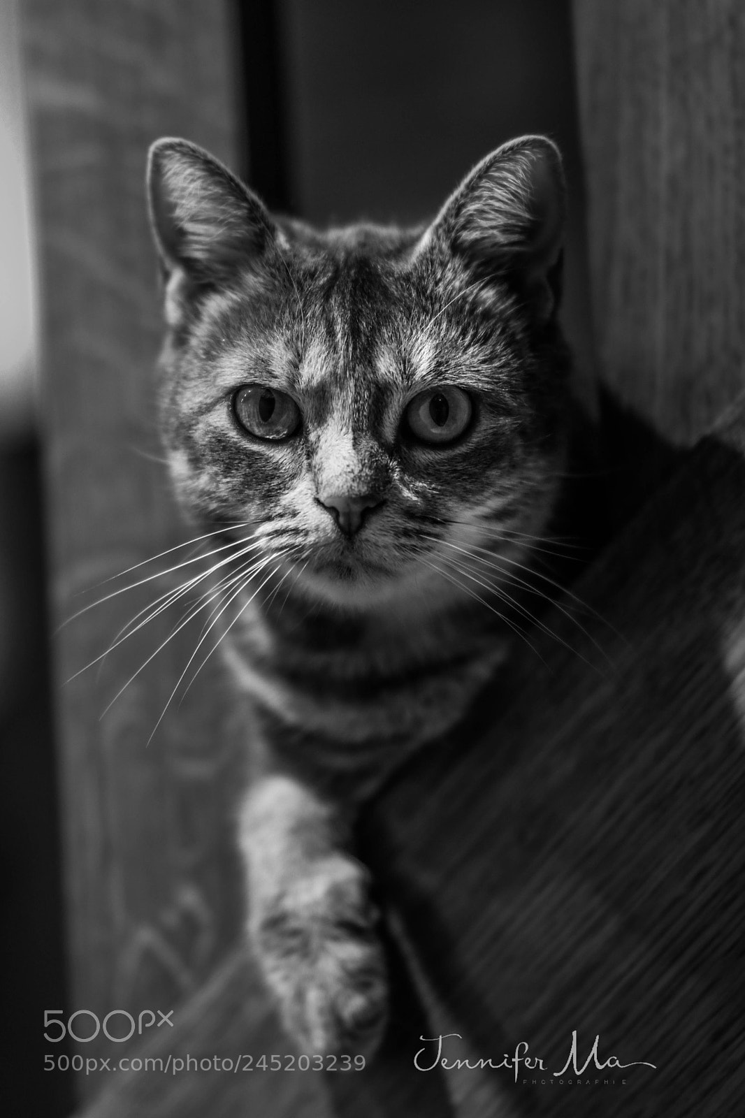 Nikon D7500 sample photo. My best model ! photography