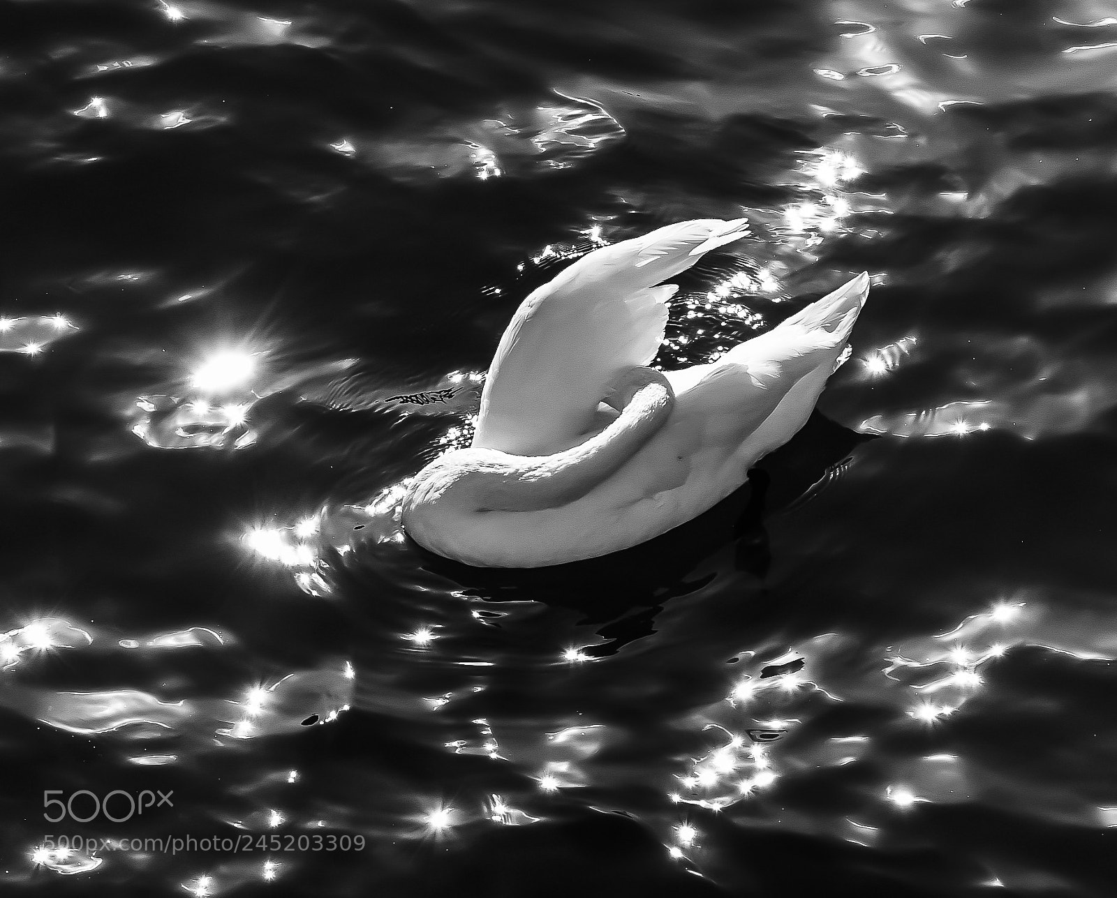 Nikon D810 sample photo. Cygne photography