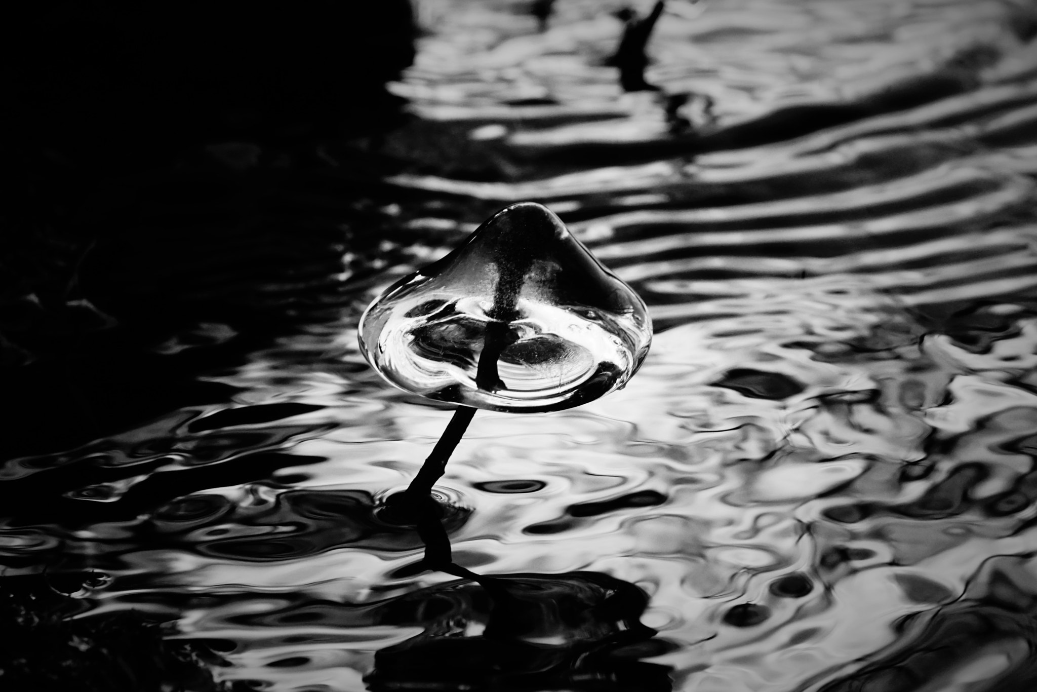 Sony DT 18-135mm F3.5-5.6 SAM sample photo. Ise mushroom photography