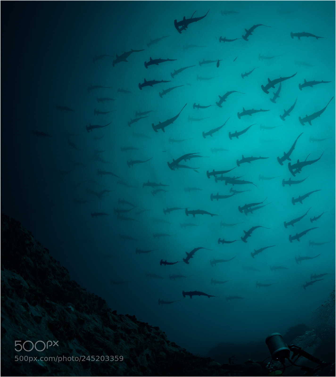 Nikon D800E sample photo. Hammerheads photography