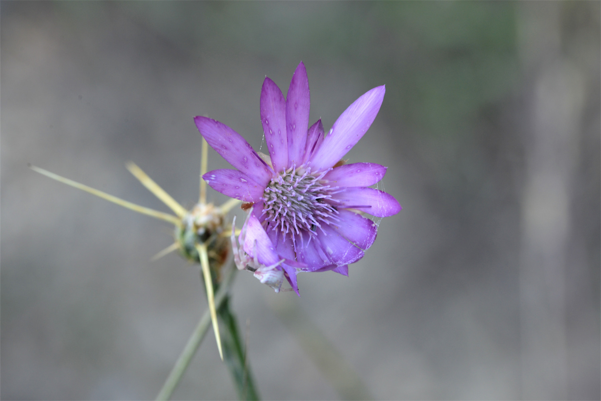 Sigma 105mm F2.8 EX DG OS HSM sample photo
