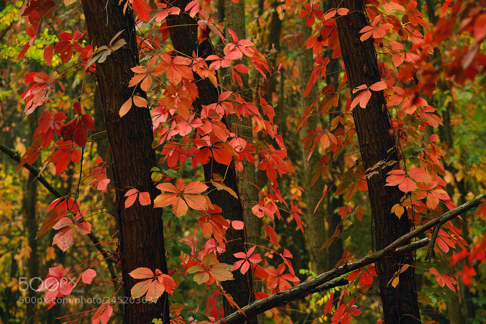 Nikon D800 sample photo. Autunno photography
