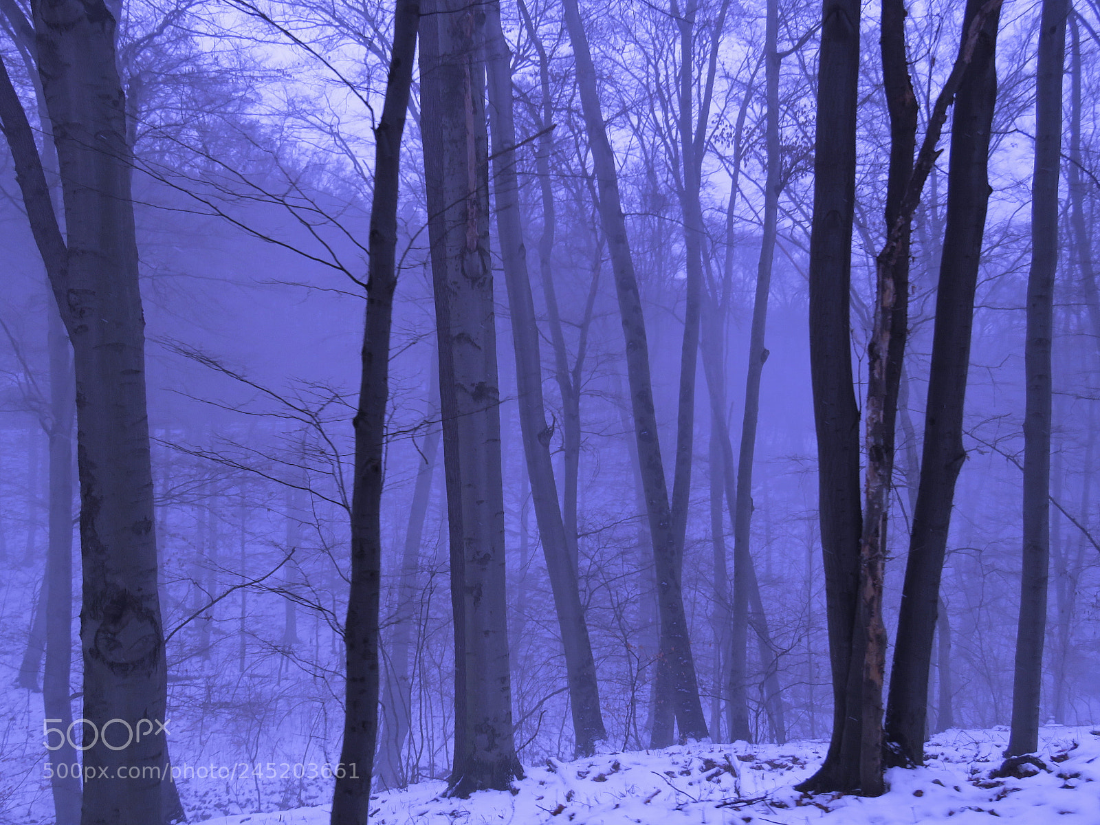 Canon PowerShot SX60 HS sample photo. Lilac mist photography
