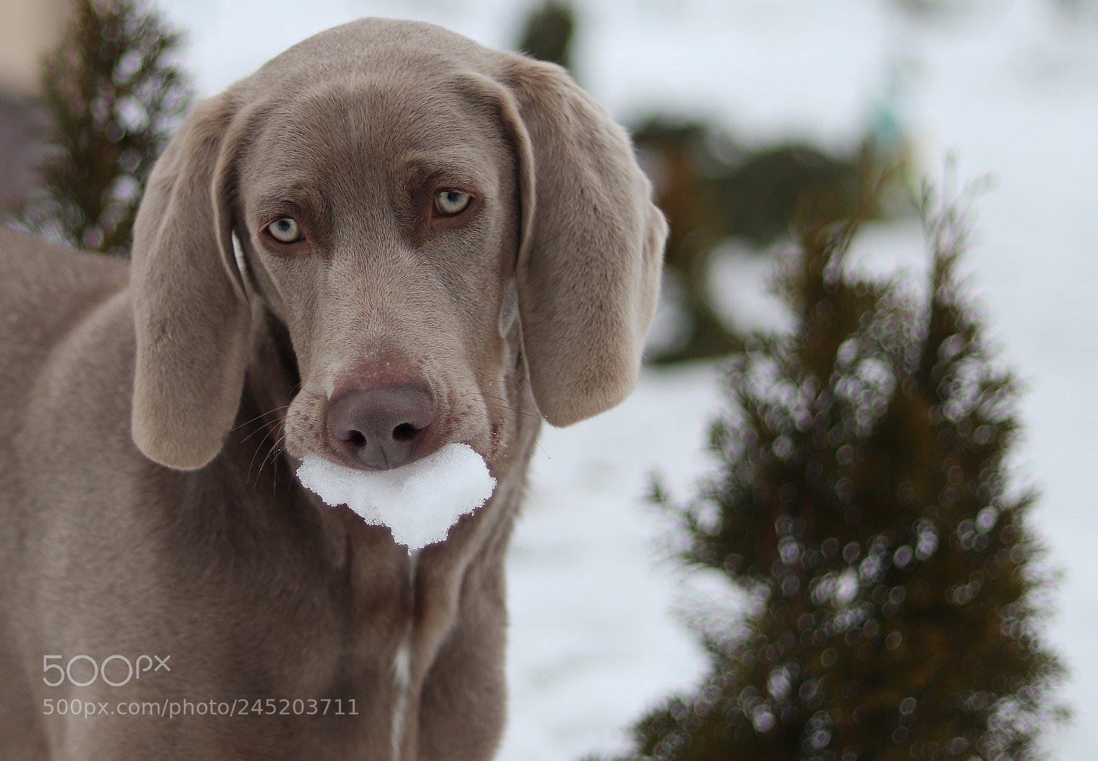 Canon EOS 77D (EOS 9000D / EOS 770D) + Canon EF 50mm F1.8 STM sample photo. Weimaraner photography