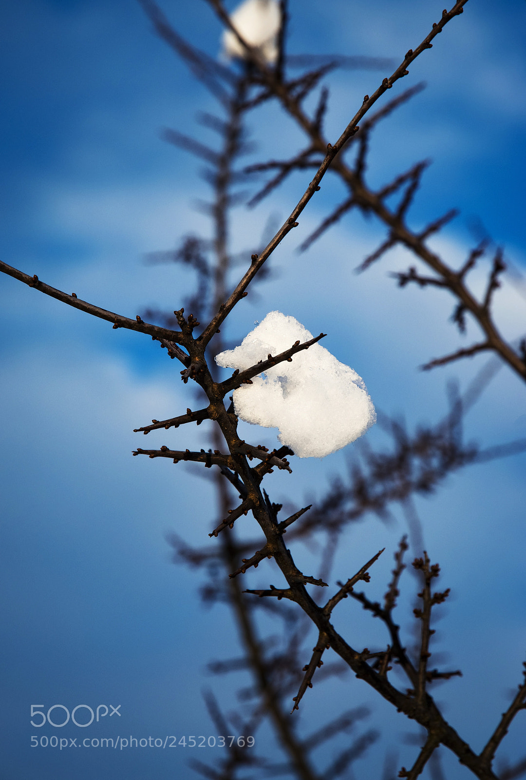 Nikon D5500 sample photo. Blackthorn twig with snow photography