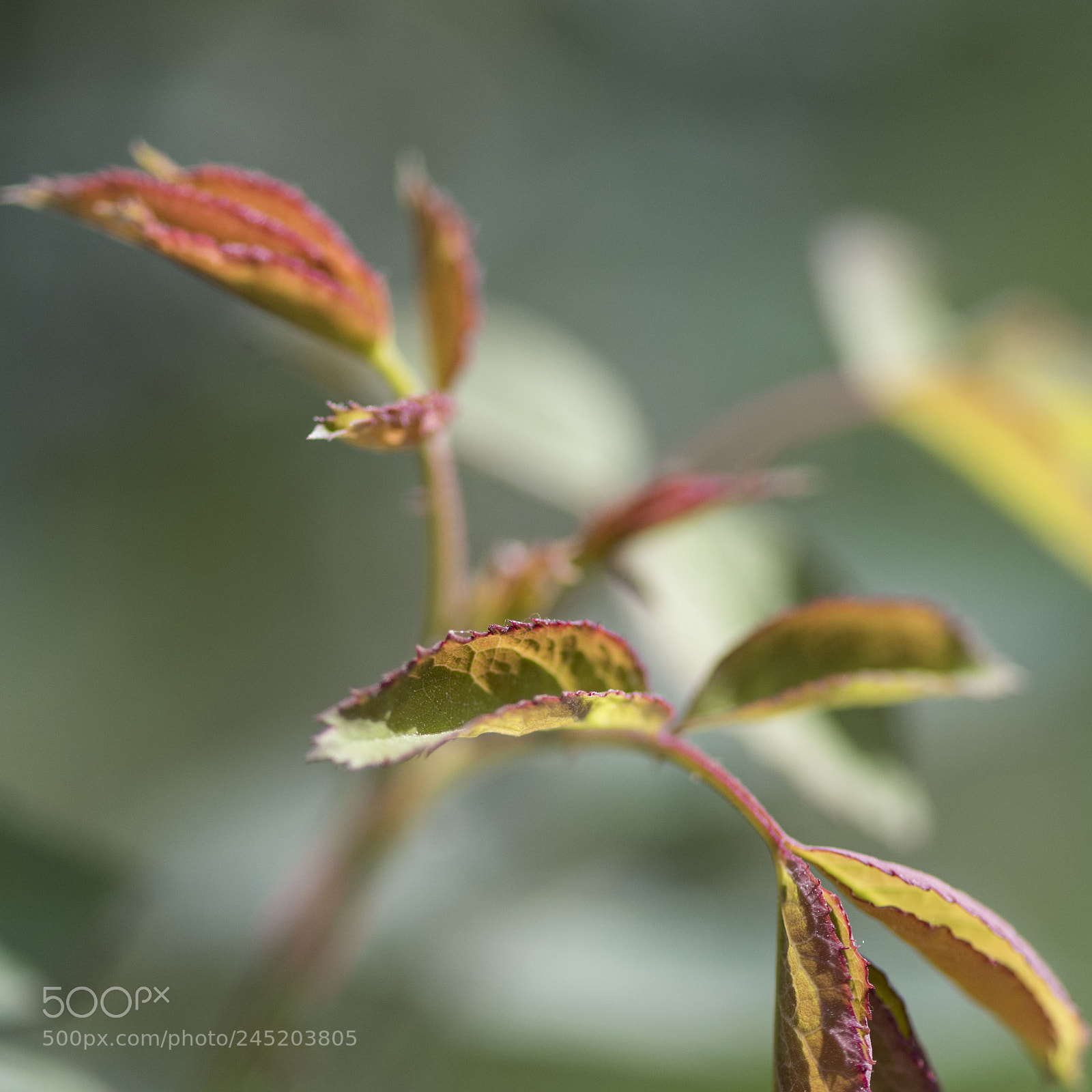 Nikon D500 sample photo. New leaves photography