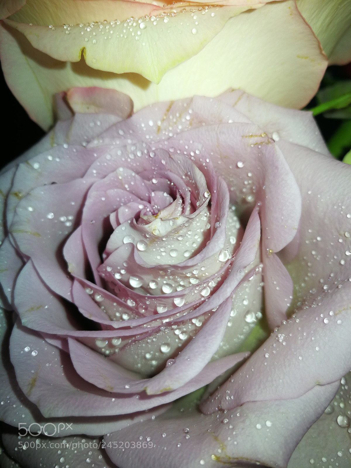 HUAWEI Mate 9 sample photo. Flower photography