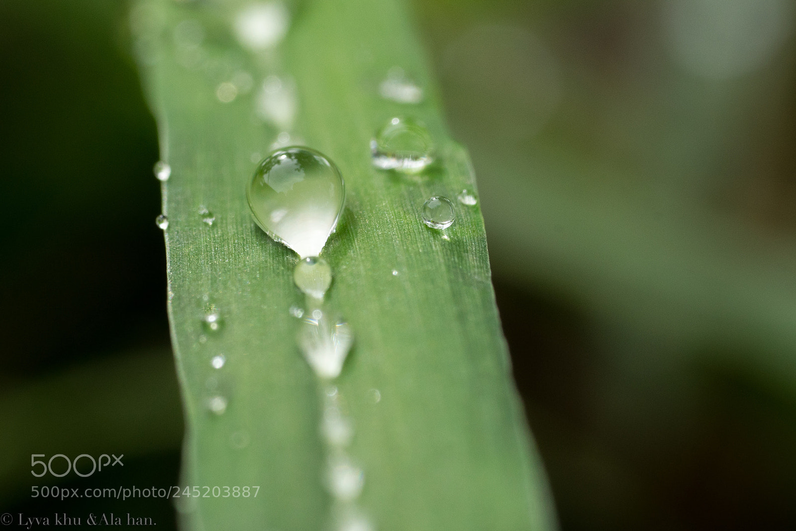 Sony a7R sample photo. Dew photography
