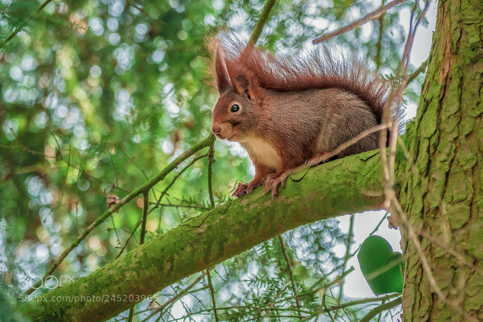 Sony a7R II sample photo. Sqirrel photography