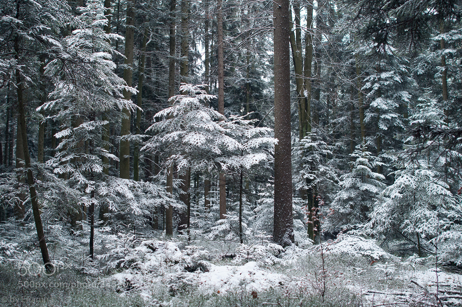 Nikon D300S sample photo. Trees in the forest photography