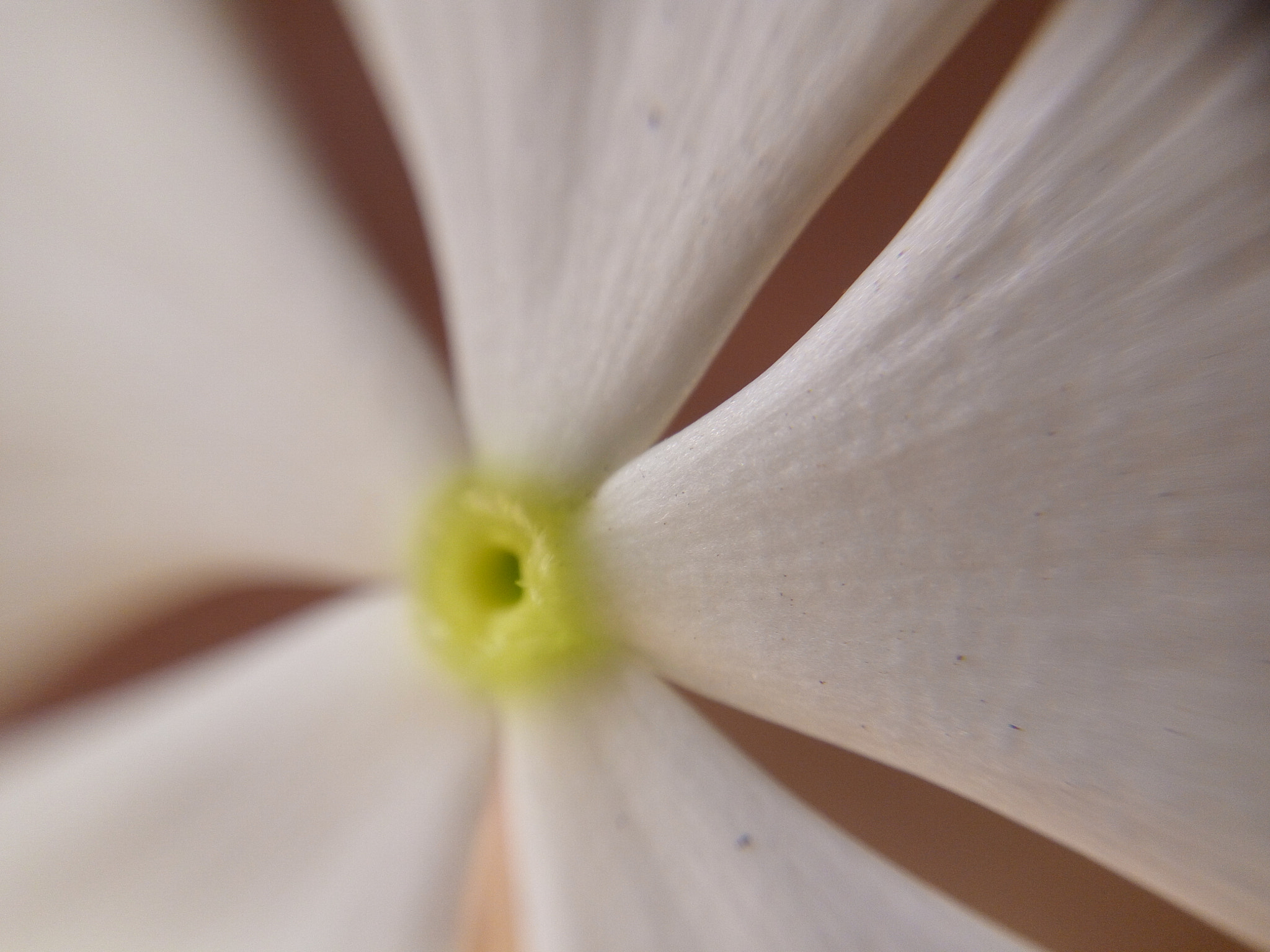 Lenovo VIBE X3 LITE sample photo