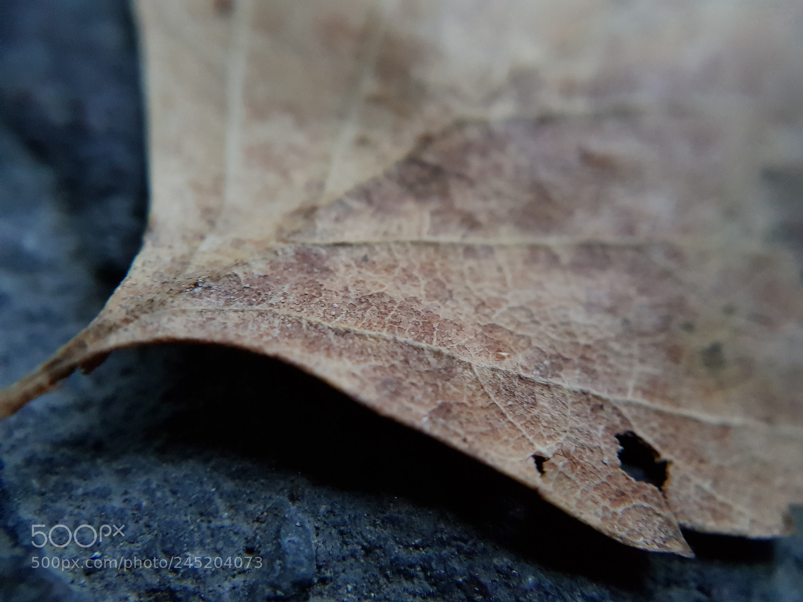 Samsung Galaxy S8+ sample photo. Planet on leaf photography