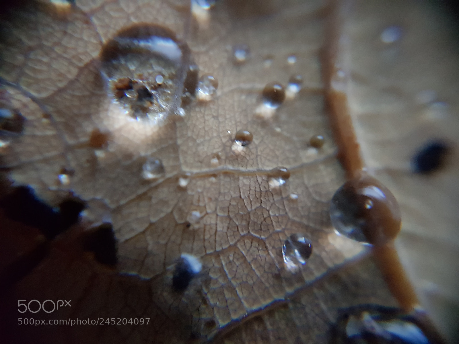 Samsung Galaxy S8+ sample photo. Moisty leaf i photography