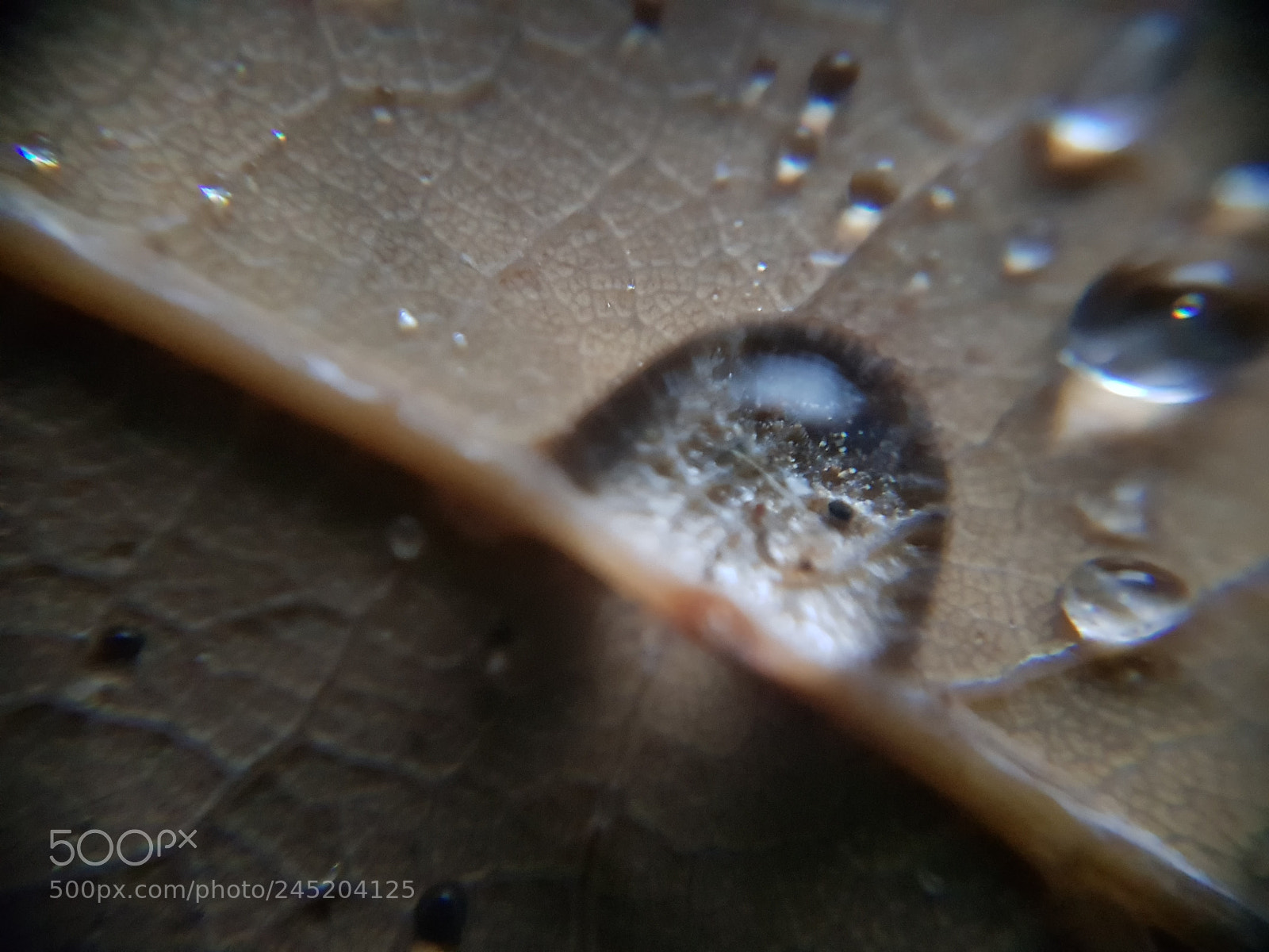 Samsung Galaxy S8+ sample photo. Moisty leaf ii photography