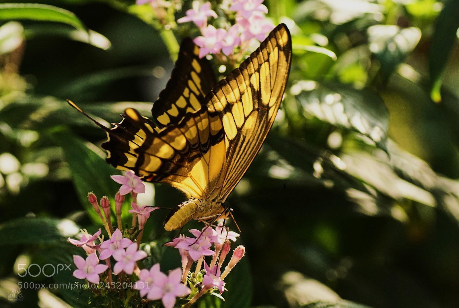 Sony ILCA-77M2 sample photo. Tropischer schwalbenschwanz photography