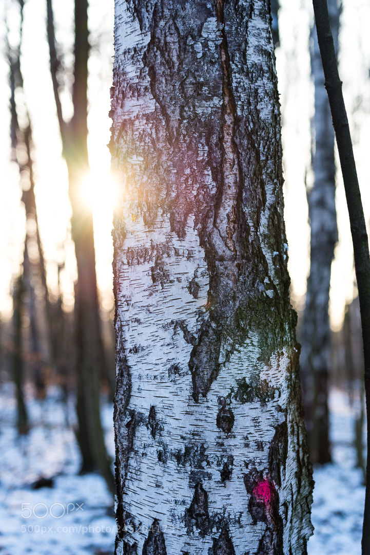 Nikon D610 sample photo. Sunny tree photography