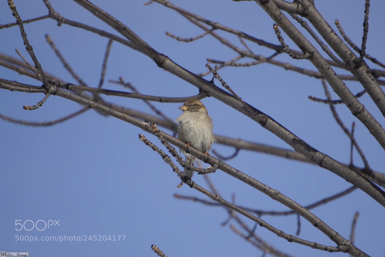 Sony E 55-210mm F4.5-6.3 OSS sample photo. () photography