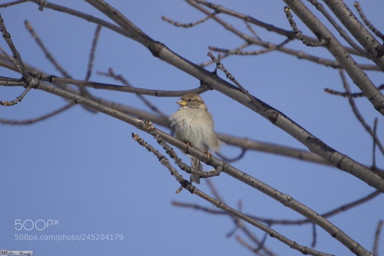 Sony E 55-210mm F4.5-6.3 OSS sample photo. () photography
