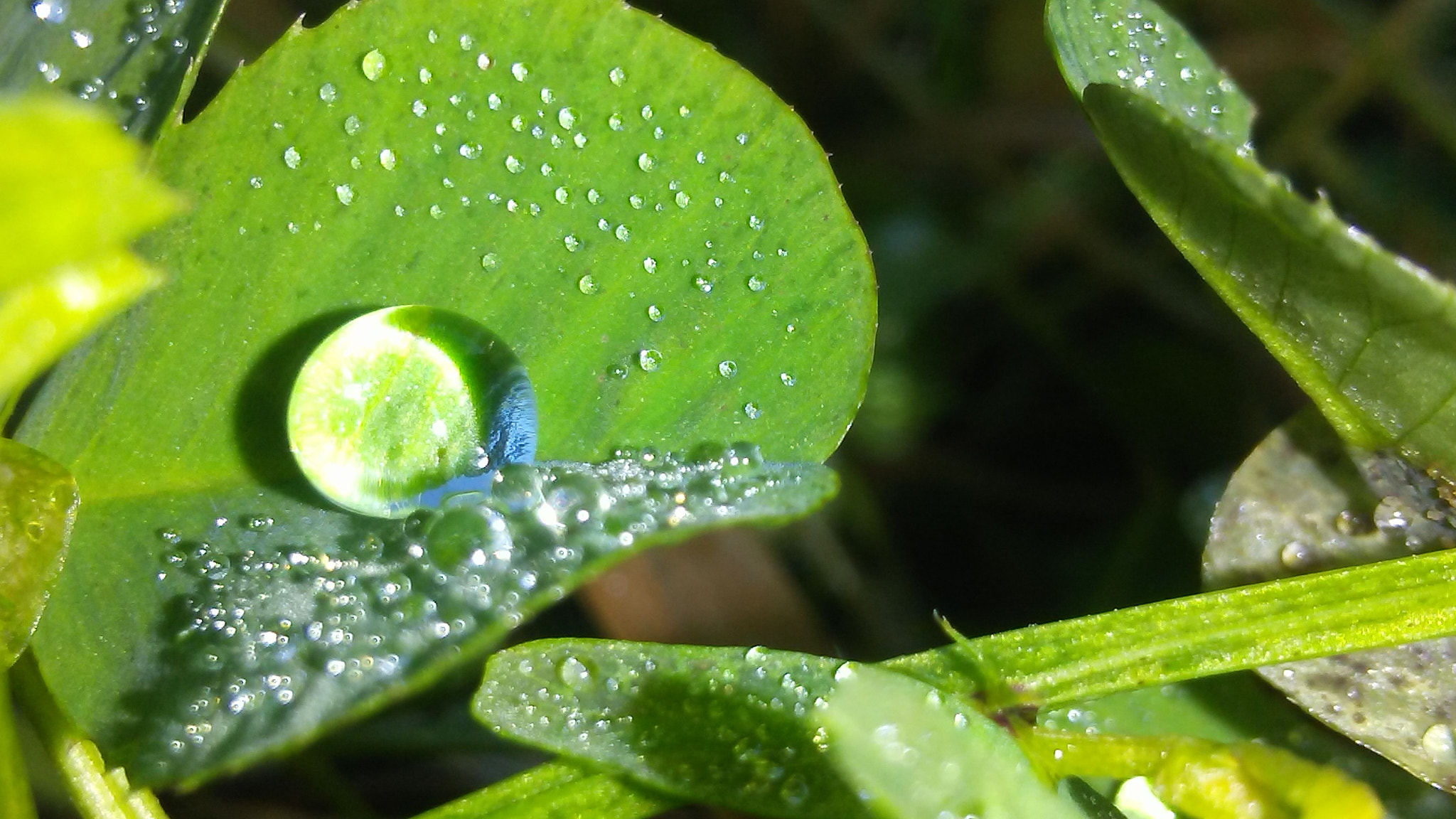 LG K4 sample photo. Drop of water on leaf photography