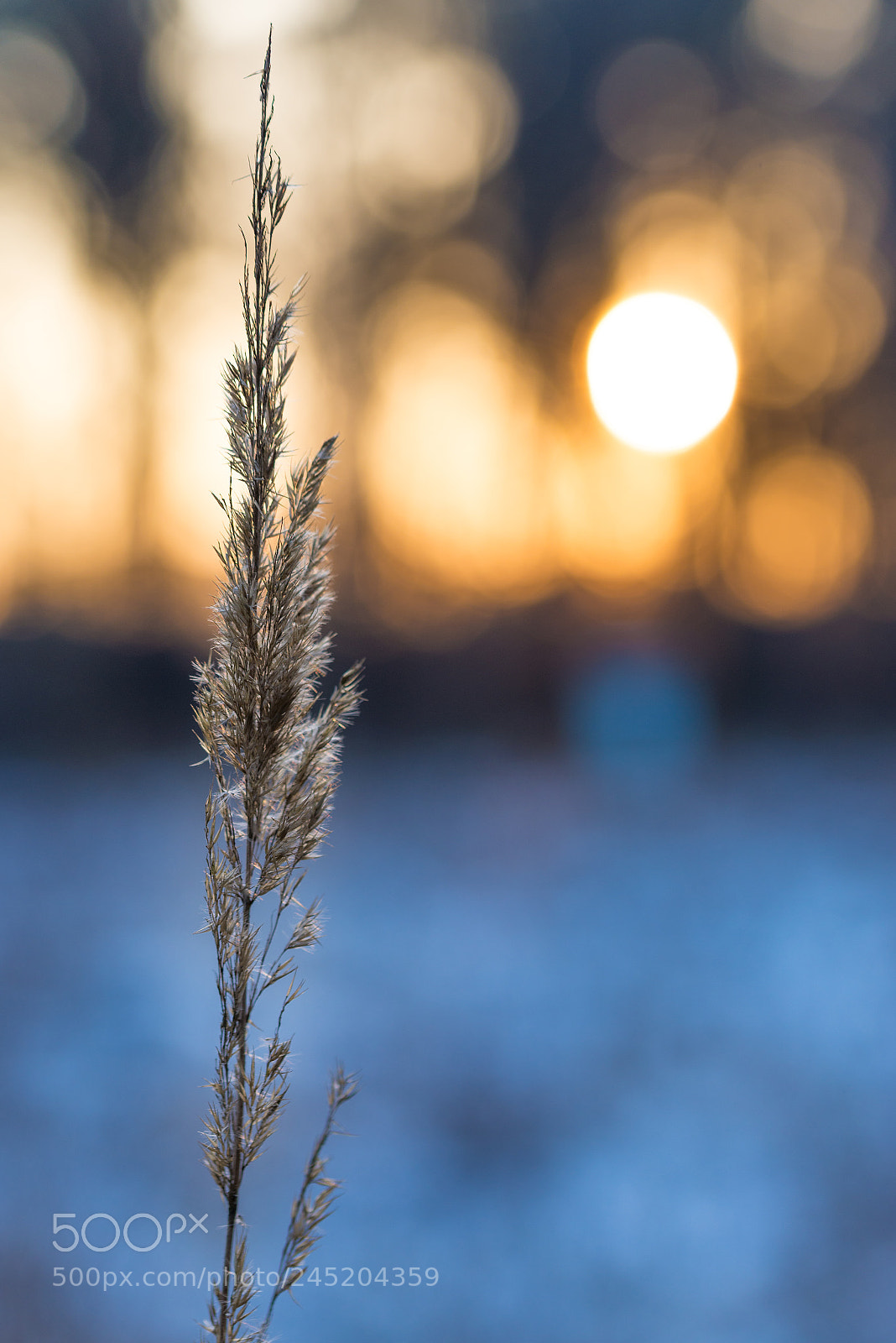 Nikon D610 sample photo. Sunny view photography