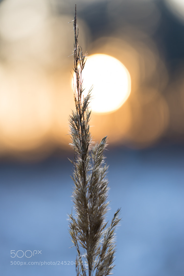 Nikon D610 sample photo. Sunny view photography
