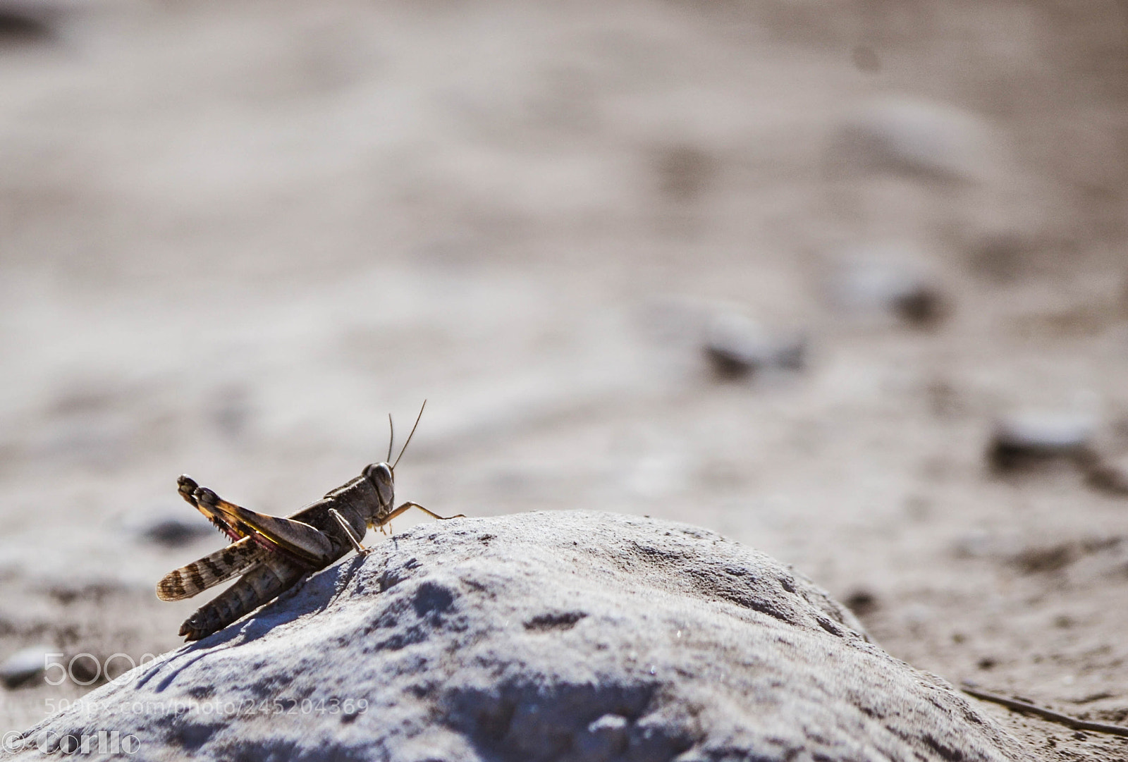 Nikon D3100 sample photo. Grasshopper photography