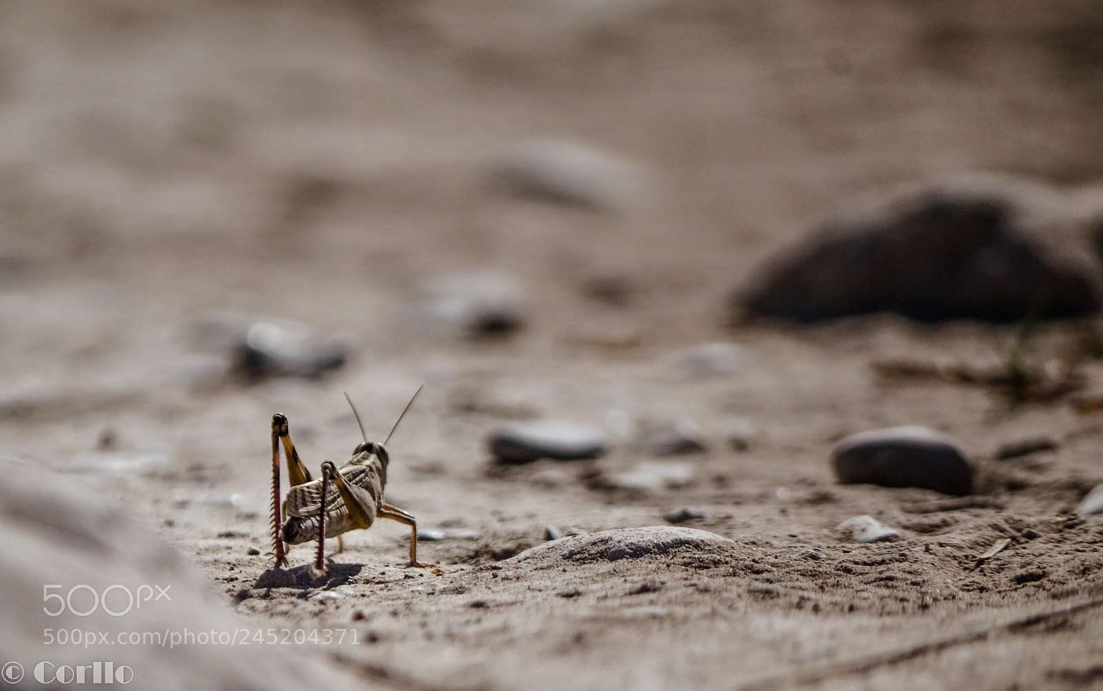 Nikon D3100 sample photo. Leaving the world photography