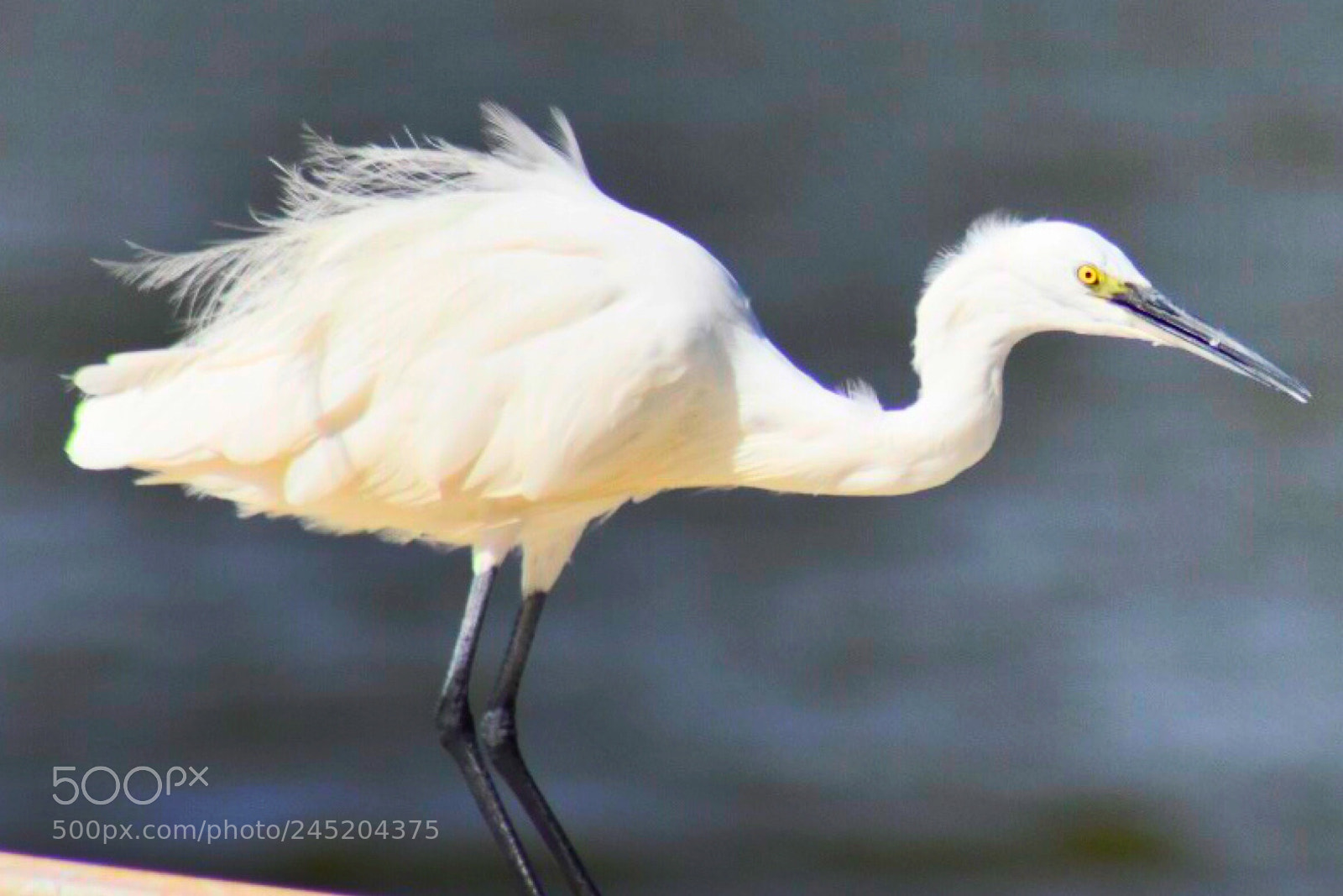 Nikon D7200 sample photo. Beautiful bird photography