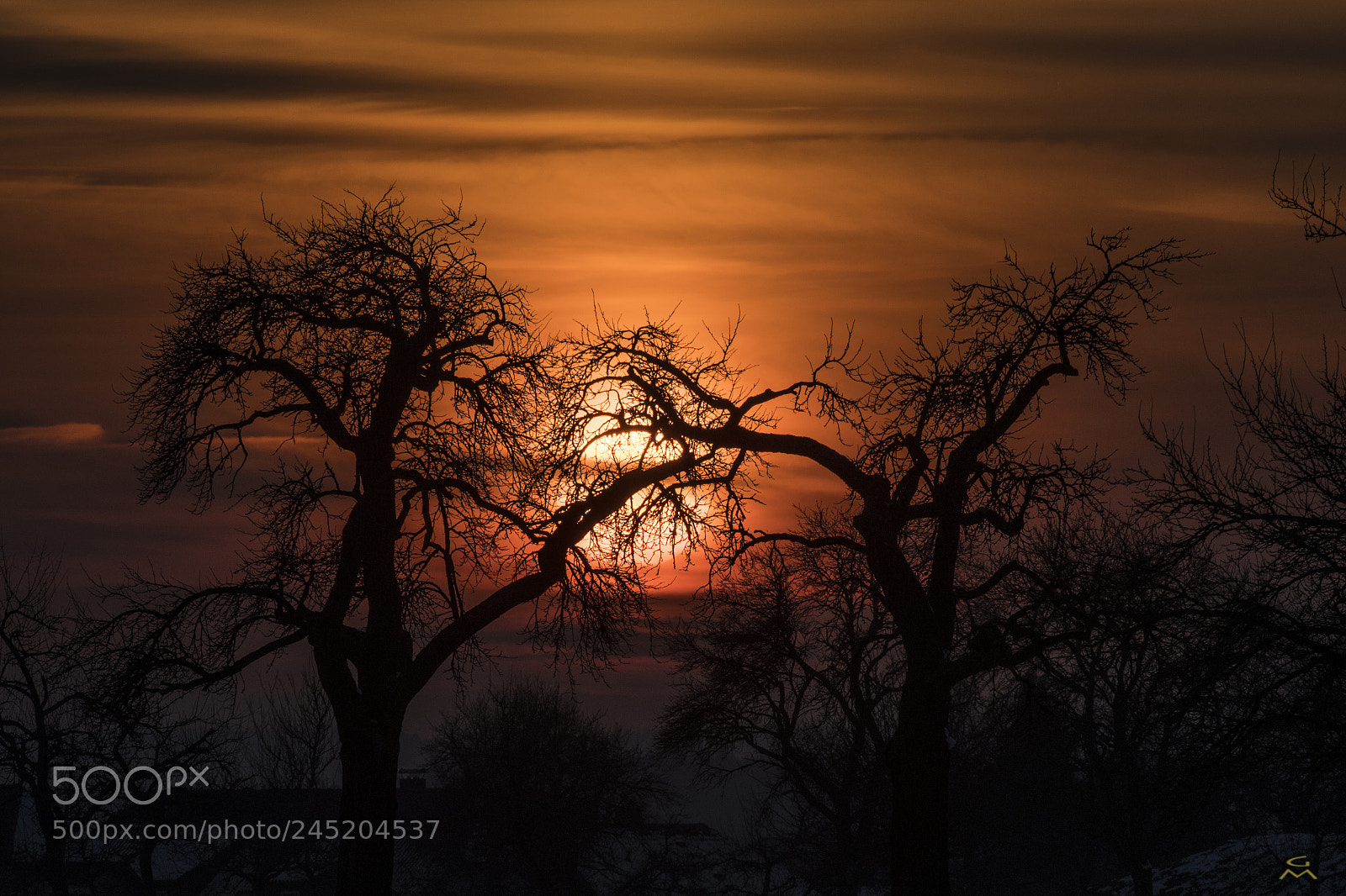 Nikon D500 sample photo. Winter sunset tree photography