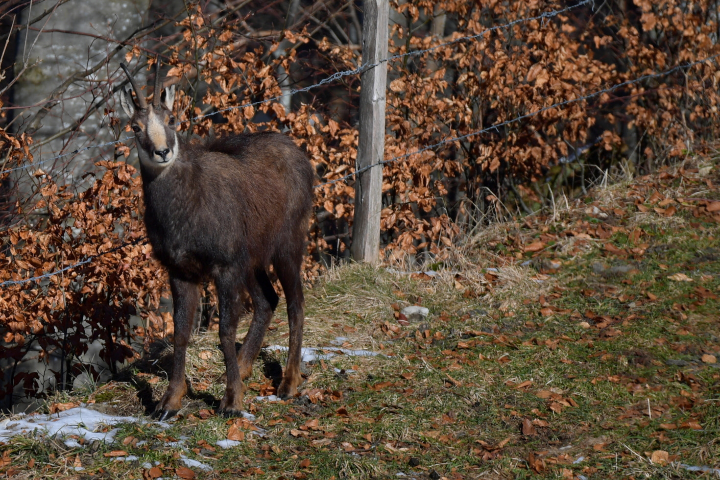 Nikon D5 + Sigma 150-600mm F5-6.3 DG OS HSM | S sample photo. Chamois photography