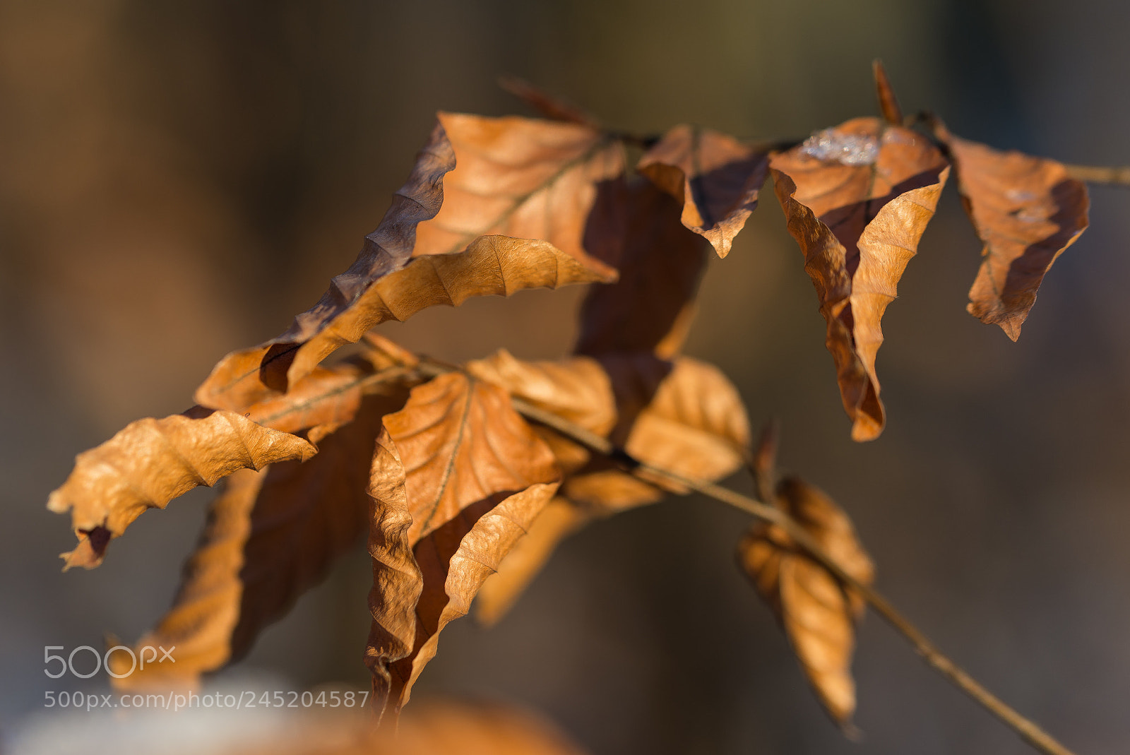 Nikon D610 sample photo. Leaves photography
