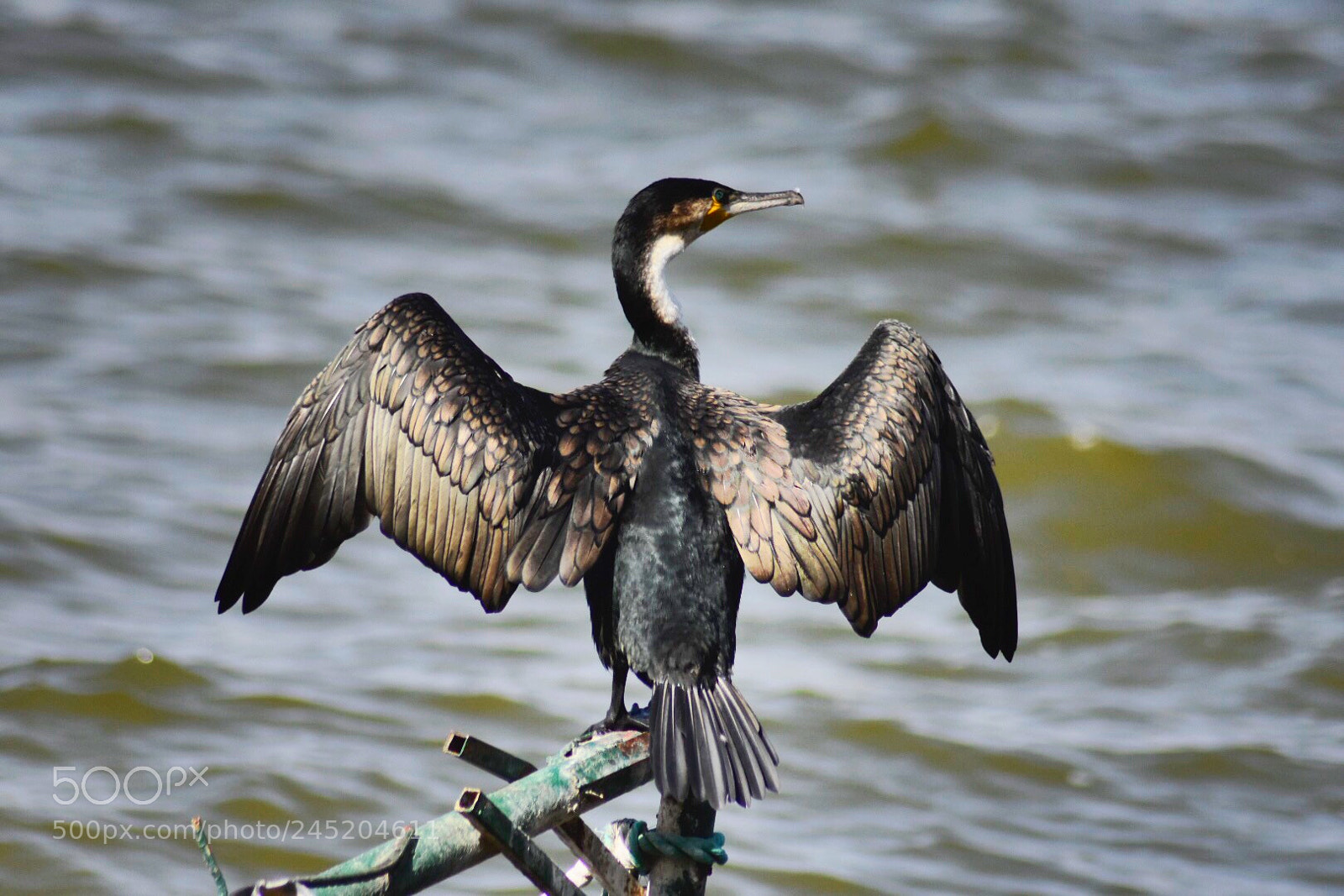 Nikon D7200 sample photo. Pelican enjoying the wind photography