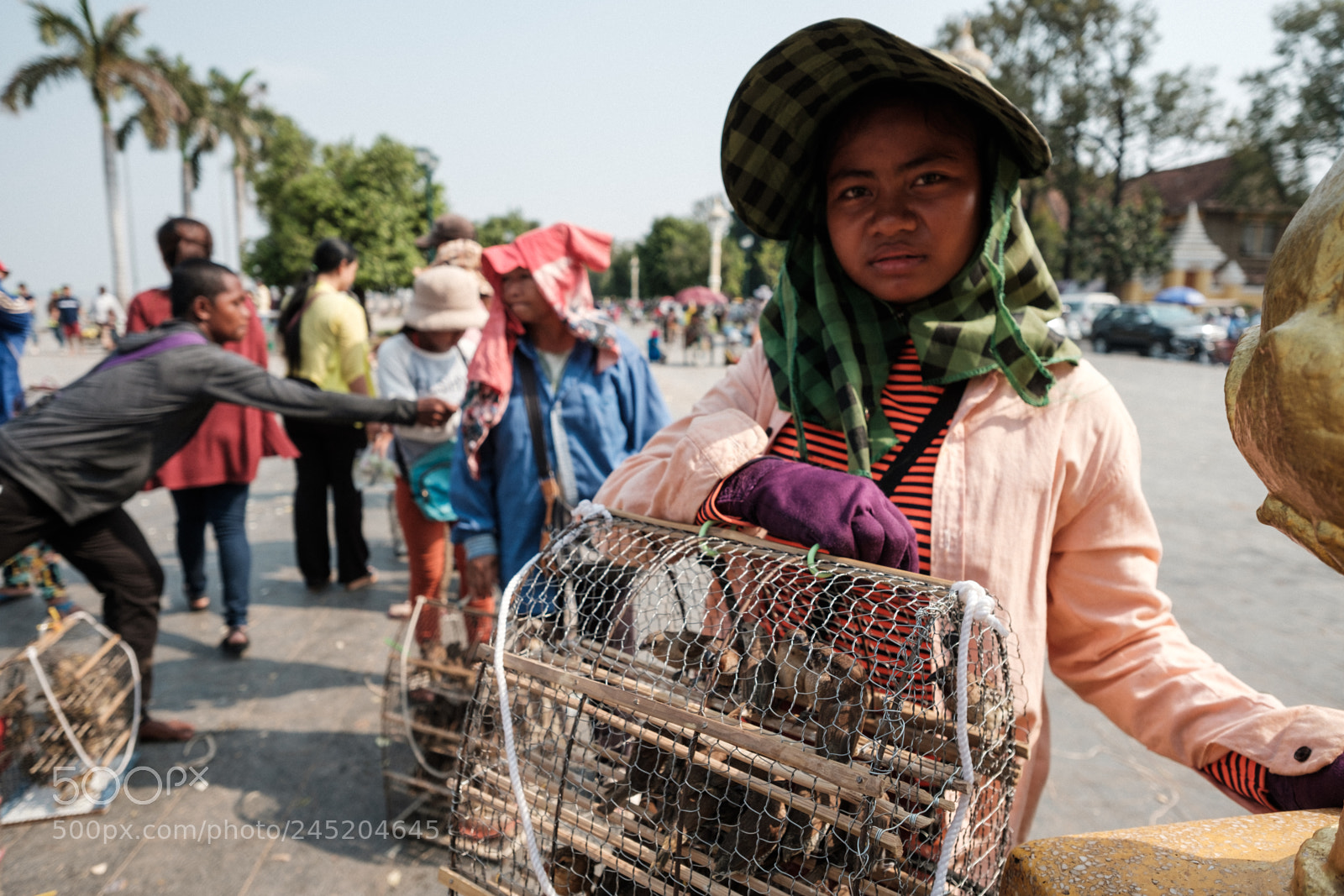 Fujifilm X-Pro2 sample photo. Phnom pehn birds for photography