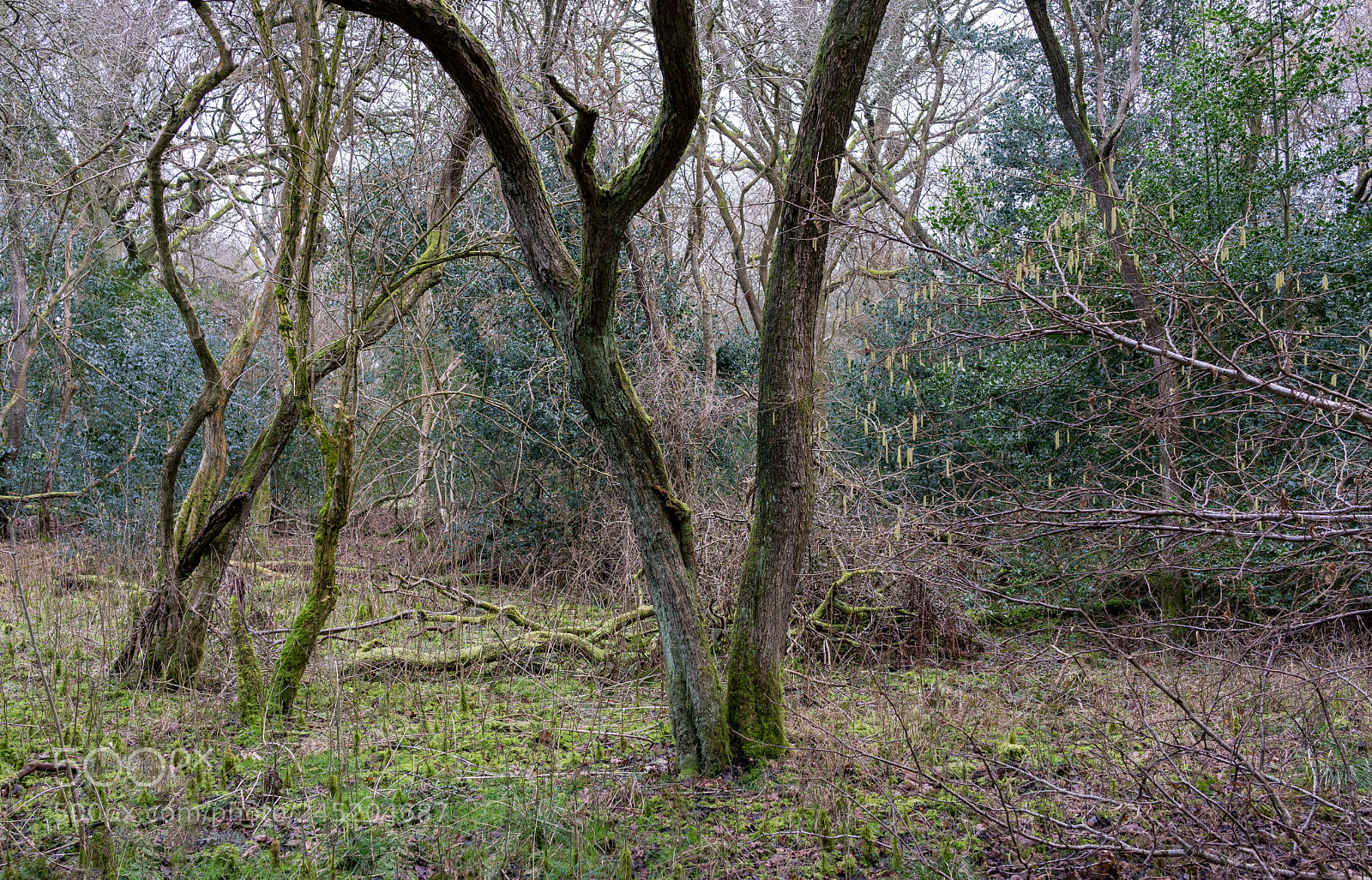 Sony Cyber-shot DSC-RX1 sample photo. Twisted photography