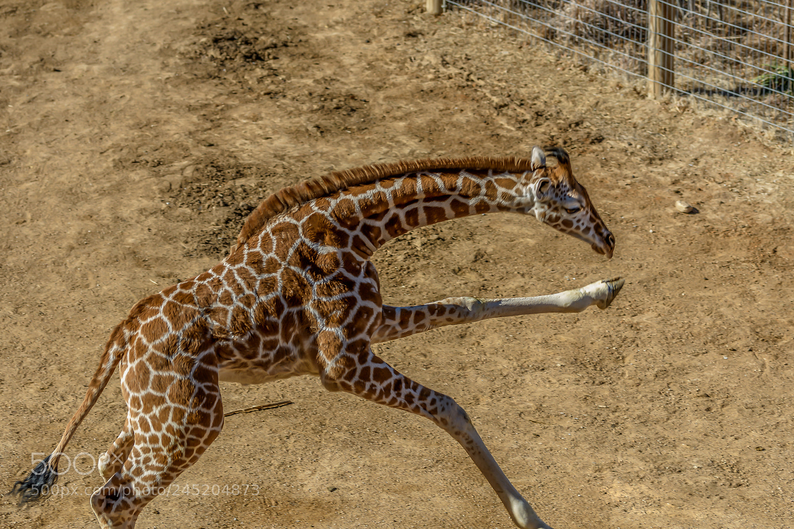 Nikon D500 sample photo. Giraffe photography