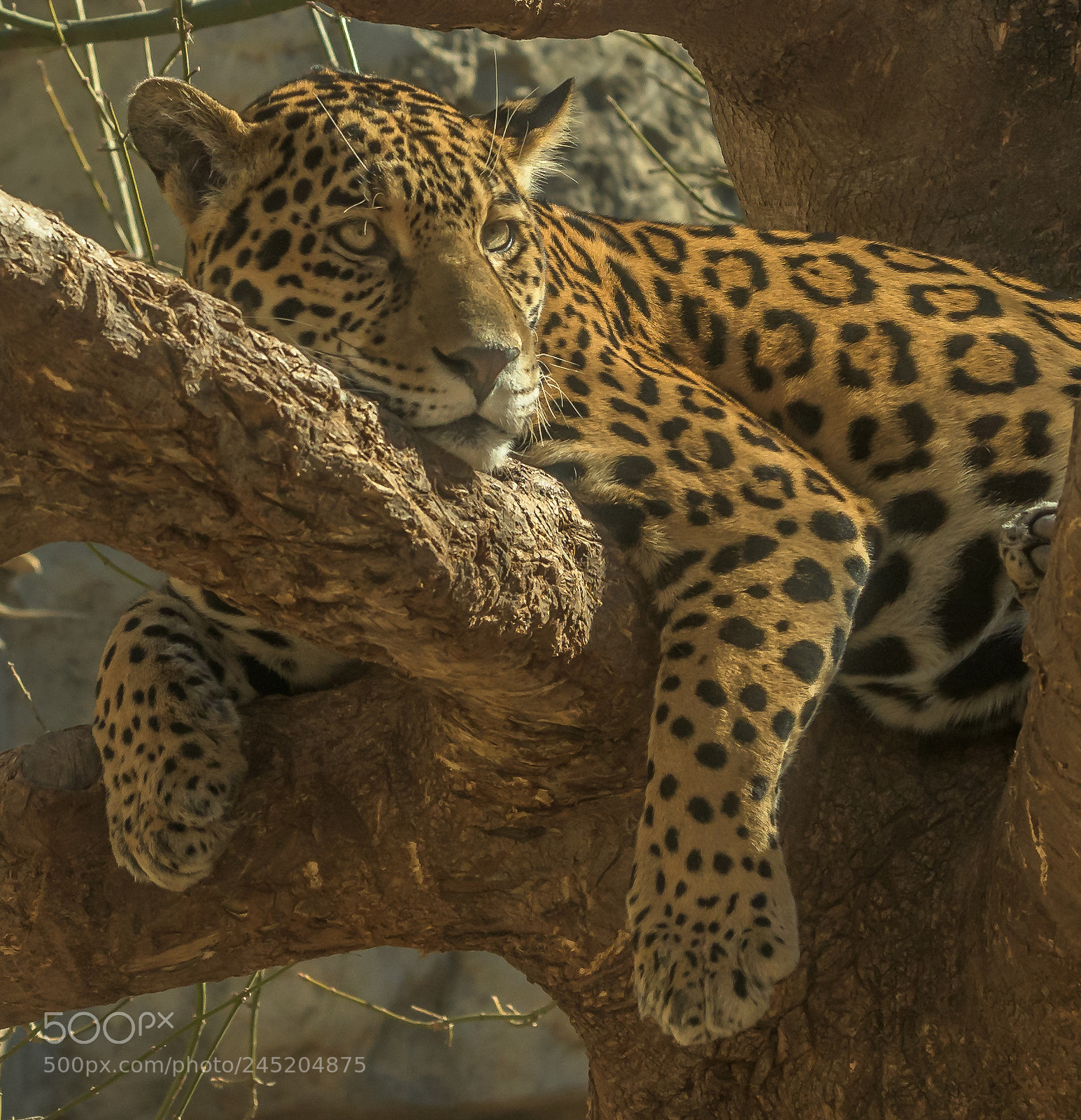 Nikon D500 sample photo. Leopard photography